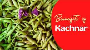 Uses and Benefits of Kachnar Nutritional Value  - Benefits of Bauhinia - Benefits of Mountain ebony