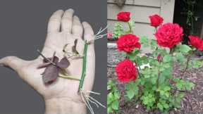 Gardening tips tiny 🌹 branch propagation with rooting harmone/