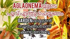 5 useful gardening tips in malayalam  | Gardening hacks