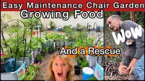 Container Gardening TONS Growing Tomatoes Cucumbers Peppers Onions Garlic Flowers Tips & BIRD Rescue