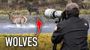 I Photographed Wolves Hunting in Yellowstone