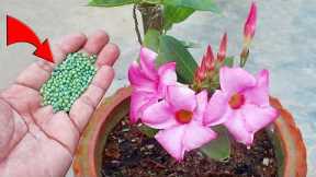 10 PRACTICAL Monsoon Gardening HACKS That You ASKED!