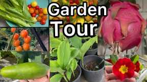 Fall Garden Tour Tomatoes Kale Collard Raised Bed Container Gardening Preparing for Winter & Spring