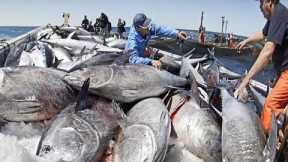 Net Fishing Tuna, Big Catch Giant Bluefin Tuna, Harvest and Tuna processing line in Factory #04