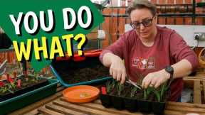 We all have different ways | potting up pepper and onion seedlings