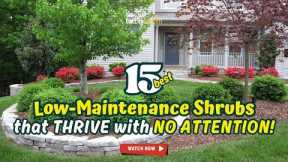 15 Best LOW-MAINTENANCE SHRUBS that THRIVE with NO ATTENTION! 🌿😱 // Gardening Ideas