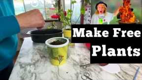 EASY Guide on Propagating Herbs, Roses, Hibiscus, Tomatoes, Rooting Free Plants from Cuttings