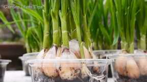 TIMELAPSE: Vegetables Gardening Hacks in Balcony for Beginners, Gardening Tips at Home