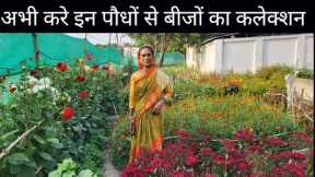 Flowers Easy To Grow From Seeds || Ground Garden || Seed Collection