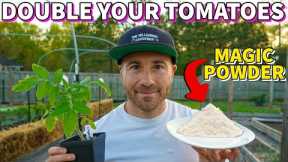 This Magic White Powder Will DOUBLE Your Tomato Harvest!