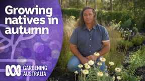 Grow these natives over exotic plants this Autumn | Australian native plants | Gardening Australia
