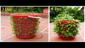 Useful Tips & Tricks Gardening Ideas for Home Vegetable for Beginners