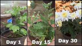 How To Grow chrysantheum Plants at Home Easily |DIY Gardening And plant Tips