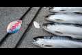 Spring Kokanee Fishing | Lures,