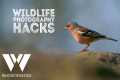 Wildlife photography hacks