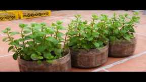 TIMELAPSE: Useful Gardening Tips Plant Vegetables on Balcony for Beginners