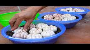 FULLTIME: How to grow Garlic and Purple Onions on Balcony, Gardening Tips at Home