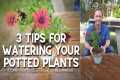 💦 3 Tips for Watering Potted Plants