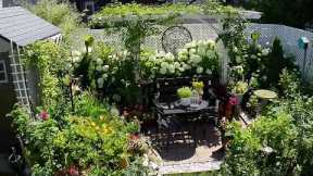SUMMER Full Tiny Backyard Garden Tour | Relaxing Plants and Flowers #garden #gardening #flowers