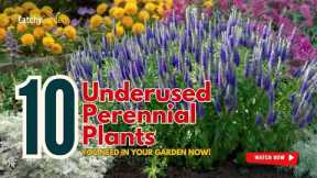 10 Underused Perennials You NEED in Your Garden NOW! 🌿✨🌷 // Gardening Ideas