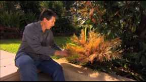 The Garden Gurus - Gardening Myths