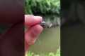 The EASIEST Way to Catch Catfish!