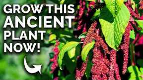 Amaranth: The Prehistoric Crop You Can Still Grow 🦕