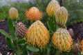 How To Plant Exotic Pincushion Protea 