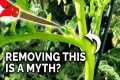 9 Tomato Growing Myths to Avoid!