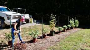 Adding Berry Bushes to the Garden