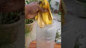 How to Make Organic Tonic From Banana Peel For Plants 🌿 #shorts #gardening #youtube #flowers