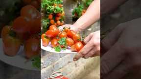 Grow Juicy Tomatoes in 50 Seconds? This Bottle Hack Will AMAZE You!