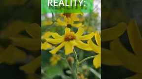 Gardening Myths vs. The Reality #shorts #garden #gardening