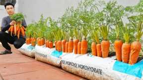 [Home Gardening] Why do carrots grown in soil bags produce such big tubers?