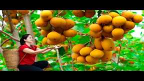 Harvesting Diospyros decandra fruit Goes To Market Sell | Gardening And Cooking | Lý Tiểu Vân