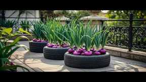 Balcony Gardening Made Easy: Cultivate Purple Onions at Home