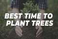 Best Time to Plant Trees in Texas 🌳