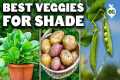 12 Perfect Vegetables To Grow in a