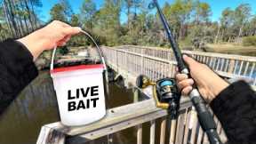 Fishing a HIDDEN Saltwater Bridge.. (Catch and Cook)