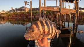 Free Mud Crabs vs. Pricey Tiny Fiddlers - Catch and Cook Sheepshead!