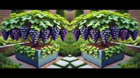 LIVE🔴🌿Home Grape Gardening: From Planting to Harvesting #livestream #live