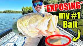 Watch THIS BAIT become my #1 Winter Fishing Weapon!