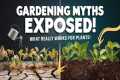 Gardening Myths Debunked: What Really 