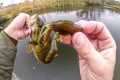 Sleeper Craw Bridge Fishing