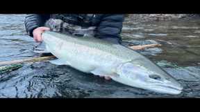 Handling and Targeting BIG WILD STEELHEAD