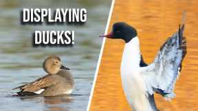 How to Photograph Displaying Ducks - Bird Photography Tips and Tricks (UK)