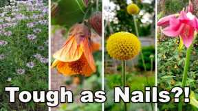 15 Easy to Grow at home Perennial Plants + survived heat, drought, + neglect in humid zone 8 garden