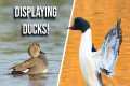 How to Photograph Displaying Ducks -