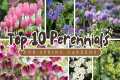 Top 10 Perennials for a Spectacular