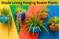 Shade loving hanging basket plants |